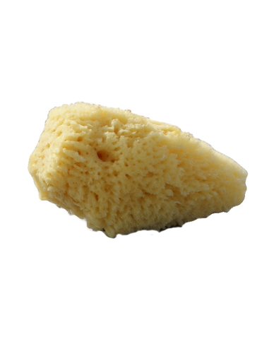 Beaming Baby, Baby Sea Sponges